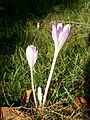 Colchicum cilicicum 'Purpureum'