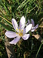 Colchicum hungaricum close-up