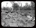 Dairy farming in the Gloucester Valley, 1908. Photo courtesy of the NSW State Records Authority.