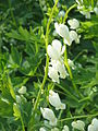 Lamprocapnos spectabilis 'Alba'