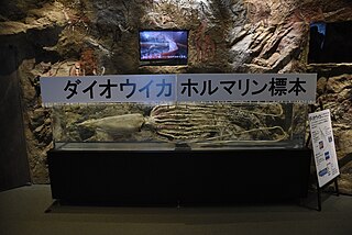 #575 (24/3/2014) Giant squid caught off Mishima Island, Yamaguchi Prefecture, Japan, on 24 March 2014. Displayed in formalin at Shimane AQUAS Aquarium (see also information board and closeups of head and arms and tentacular club).