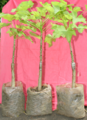 propagation of Jatropha curcas by grafting