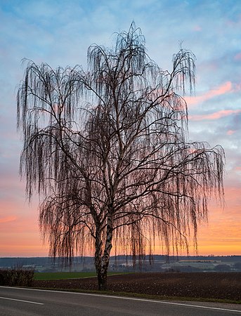 图为位于德国伊尔斯费尔德附近一座小山丘的唯一一棵桦树（Betula pendula），于某年的一月的日落时分拍摄。