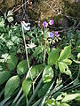 Lathyrus vernus