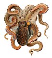 Octopus vulgaris