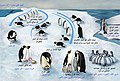 企鹅的生命周期