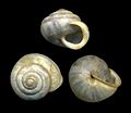 The polygyrid land snail Praticolella berlandieriana, collected near Austin, Texas.