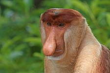 Proboscis monkey (Nasalis larvatus)