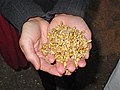 Image 39Malted barley before kilning or roasting (from Brewing)