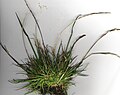 多年生黑麦草（Ryegrass Lolium perenne）