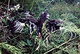 Juvenile from a nest at Waihi, New Zealand, 1988