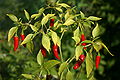 Thai peppers (C. frutescens)