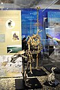 The skeletons of Eastern moa and other kinds of moas in Otago museum.