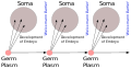 Image 27August Weismann's germ plasm theory. The hereditary material, the germ plasm, is confined to the gonads. Somatic cells (of the body) develop afresh in each generation from the germ plasm. (from History of genetics)