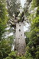 Tāne Mahuta （森林之主）：生长于纽西兰北岛北奥克兰半岛森林的一棵纽西兰贝壳杉，是纽西兰体积最大的树