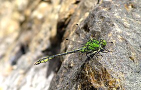 棘角蛇紋春蜓（Ophiogomphus spinicorne）