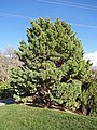 Image 39Globosa, a cultivar of Pinus sylvestris, a northern European species, in the North American Red Butte Garden (from Conifer)