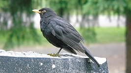 Common blackbird (Turdus merula)