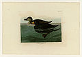 408. American Scoter Duck (Black Scoter)