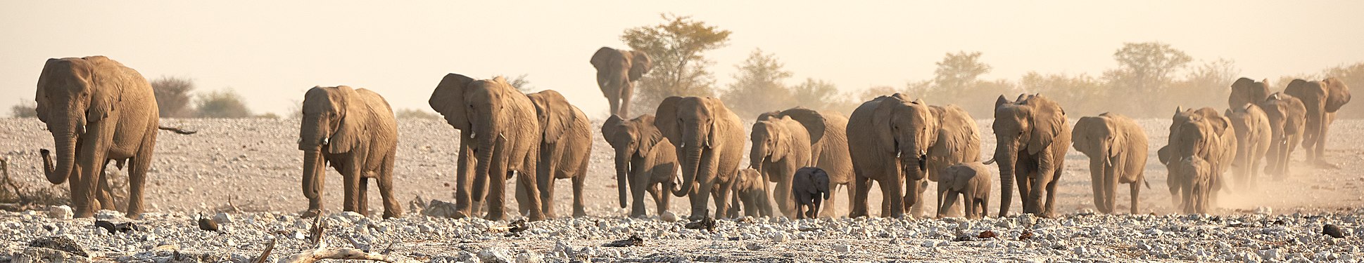 African bush elephant (loxodonta africana) family advancing to Okaukuejo waterhole in Etosha National Park Namibia