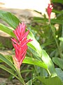 Alpinia purpurata