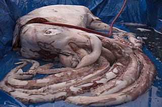 #657 (16/8/2018) Giant squid caught by hook and line off Greymouth, New Zealand, shown here on the day of its dissection at the Auckland War Memorial Museum (see also during dissection)