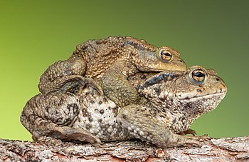 Common toads in amplexus