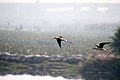 Black-winged Stilts in flight