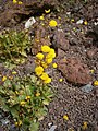 Calceolaria filicaulis