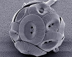 Coccolithophore (Coccolithus pelagicus)