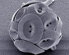 Coccolithus pelagicus ssp. braarudii