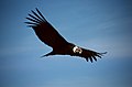 Andean condor