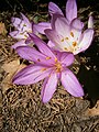 Colchicum cilicicum 'Purpureum' close-up