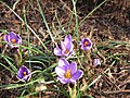 Crocus minimus