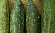 "Cucumber mosaic virus" symptoms