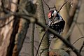 Lesser spotted woodpecker