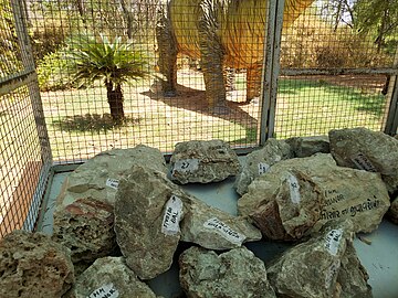 Fossilized Dinosaur eggs displayed at Indroda Fossil Park