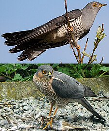 Mimicry in a brood parasite: Cuckoo mimics sparrowhawk, alarming small birds enough to give time to lay eggs.[89]