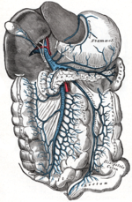 Hepatic portal vein