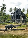 Water Buffalo from Indonesia