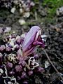 Lathraea clandestina first flower