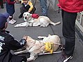 Labrador Retrievers as Guide dogs