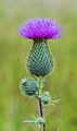 Image 11 Cirsium vulgare Photograph credit: Dominicus Johannes Bergsma Cirsium vulgare is a species of thistle in the plant family Asteraceae. Native to Europe and Western Asia, it has become naturalised in North America, Africa and Australia, and is an invasive weed in some areas. It is a ruderal species, able to colonise bare ground, but also persists well on pasture as its thorny leaves and stems make it unpalatable to most grazing animals. The flowers are rich in nectar, attracting bees and butterflies, and the seeds are a favourite with goldfinches, linnets and greenfinches. The downy pappus, which assists in wind dispersal of the seeds, is used by birds as nest-lining material. More selected pictures