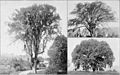 Early photos of New England American elms, showing growth patterns, The New International Encyclopædia (1905)