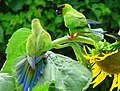 Feral parrots in Sarasota County, Florida, United States