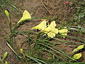 Narcissus romieuxii 'Julia Jane'