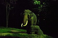 新加坡夜间野生动物园的大象