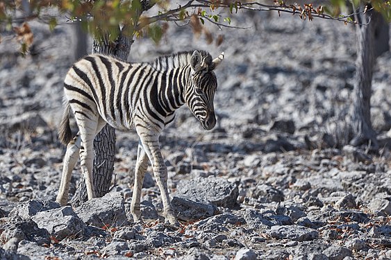 Plains zebra (equus quagga)]] near Halali, Etosha, Namibia