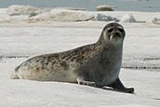 Gray seal