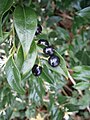 Sarcococca confusa fruits